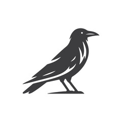Obraz premium Crow Bird Silhouette or crow bird outline