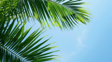 palm leaves on blue sky background --ar 16:9 --style raw Job ID: 3b65ec8f-cf05-44b8-9e0c-4658de139e9f