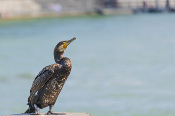 Cormorant is standing on a post by a body of water
