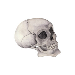 Hand-Painted Watercolor Human Skull