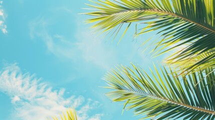 Obraz premium palm leaves on blue sky background --ar 16:9 --style raw Job ID: 77f4124b-67d5-467b-9b18-ca8c6a70cb5d
