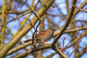 robin on a branch