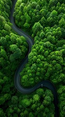 Aerial view of a winding road through a lush green forest.