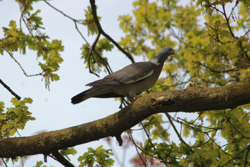 pigeon on a branch