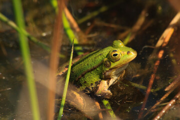 frog in the pond