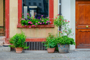 A row of potted plants with purple and white flowers sit on a sidewalk