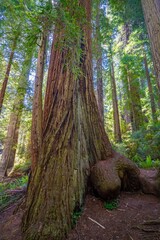 Giant redwood trees in a forest in the Redwood National and State park near Crescent City California