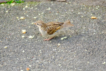 A small bird is eating food on the ground