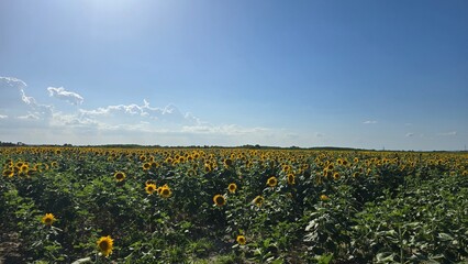Field of sunflowers