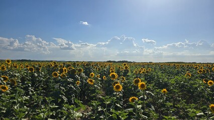 Field of sunflowers