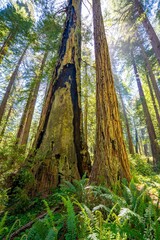 Giant redwood trees reach for the sky in a forest in the Redwood National and State park near Crescent City California