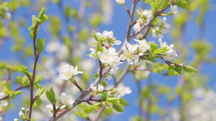 Small green leaves swaying in the wind in spring under the bright sun. Slow motion.