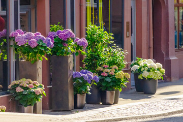 Fototapeta premium A row of potted plants with purple and white flowers sit on a sidewalk