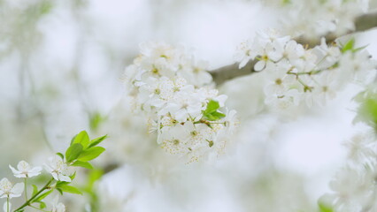 Plum flowers on a tree in sunny day. Flowering nature in the springtime. Slow motion.