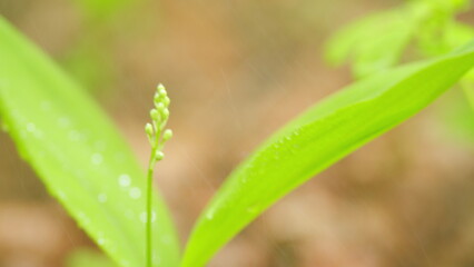 Garden may bells buds, Convallaria majalis on a thin stem in summertime. Close up.