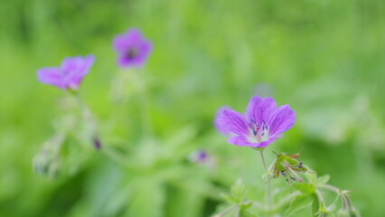 Bright pink magenta or violet wild geraniums blooming in a sunny spring forest. Wild geranium, geranium maculatum, geraniaceae. Slow motion.