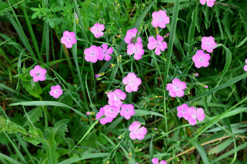 a field of pink carnation flowers in the green grass background  