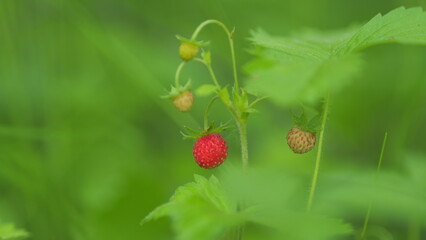 Wild strawberry with a meadow in background. Wild tasty ripe strawberries. Close up.