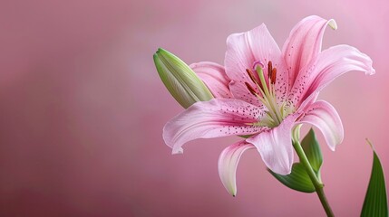 Fototapeta premium A wonderful flower on background, a sight of pure delight. Vibrant and bright, it's an adorable natural sight.