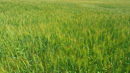 Beautiful natural wheat field. Agricultural business. Ripe cereal harvest. Golden wheat field.