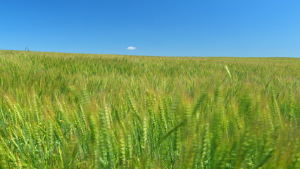 Fototapeta premium Golden green ripe wheat waves in light wind in countryside against clear sky. Farmlandand countryside landscape. Cereal field for making bread.