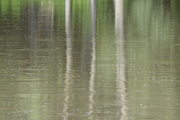 reflection of trees in water background scenery landscape