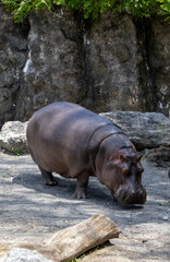 hippopotamus in the zoo