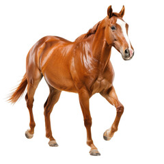 Obraz premium A chestnut horse with a white blaze on its face walks forward isolated on White background.