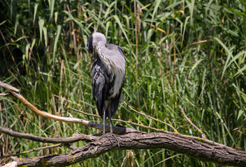 Heron grey Ardea cinerea in natural environment at Csepel island, Hungary