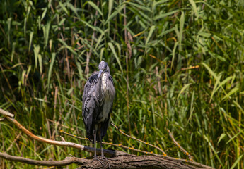 Heron grey Ardea cinerea in natural environment at Csepel island, Hungary