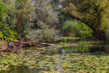 Pond with water liles in the forest