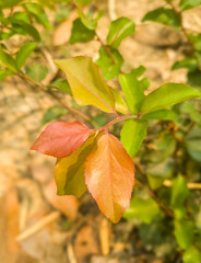 A leaf with a red tip is on a green leaf