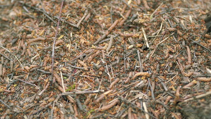 Anthill in the forest, forest ants. Many large forest ants. Caring for nature. Anthill, working ants. Macro view.
