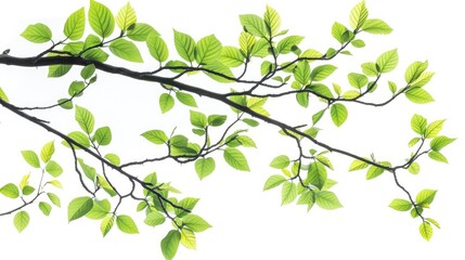 Tree branch with green leaves on white background