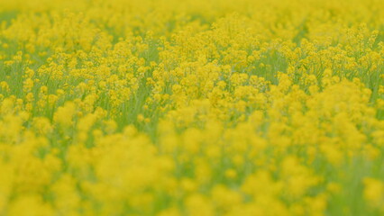 Flowering rapeseed in spring or summer. Oilseed rapeseed flowers in field blossoming in spring. Close up.