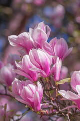  Magnolia pink flowers on flowering magnolia tree background.