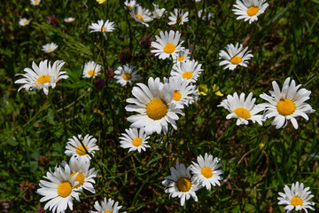 Fototapeta premium Wild daisy (Bellis perennis) during summer in Wisconsin