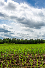 Wisconsin cornfield in early summer