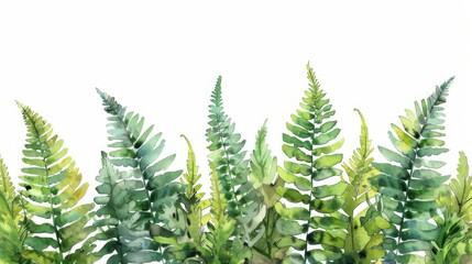 Delicate watercolor fern border. Hand painted on white background.