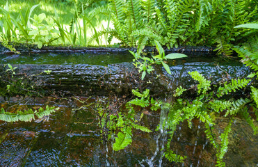 Plants growing on an old trunk