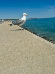 seagull on the beach