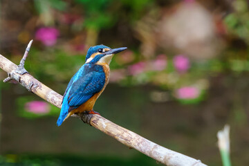 Ave, río, hábitat, Pescador, Azul