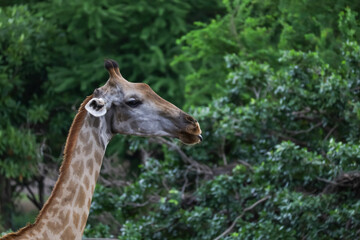 Close up head giraffe in the garden