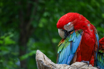 Close up head the red macaw parrot bird in garden © pumppump