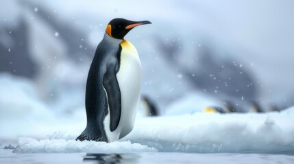 Fototapeta premium An emperor penguin standing proudly on the ice in a snowy landscape, showcasing the beauty of arctic wildlife. The image highlights the penguin's regal stance and natural habitat.