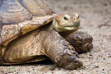 Obraz premium Close up head Sulcata tortoise in the garden at thailand