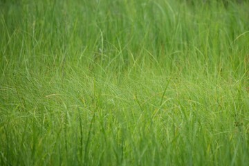 soft green grass field background scene texture landscape