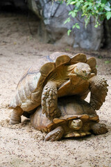 Close up head Sulcata tortoise in the garden at thailand
