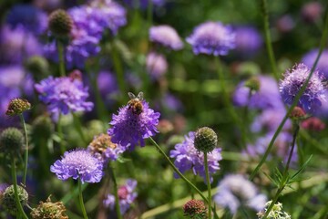 Alpine flower in Switzerland region Jungfrau 