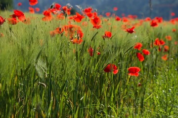 field of red poppies